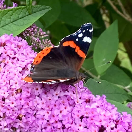 Schmetterlinge basteln - DIY Ideen