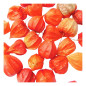 Preview: Physalis mit Schönheitsfehlern