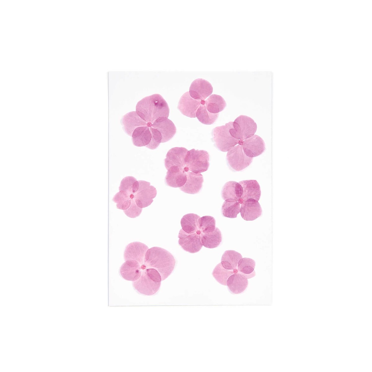 Blüten gepresst von Rico Design