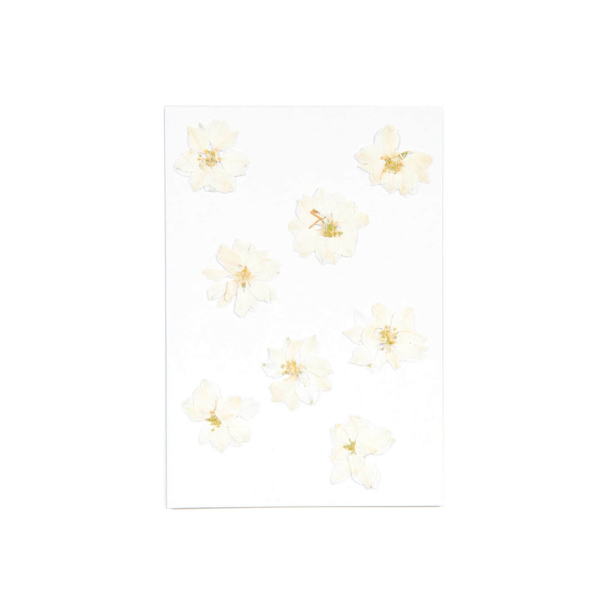 Blüten gepresst Rittersport weiß von Rico Design