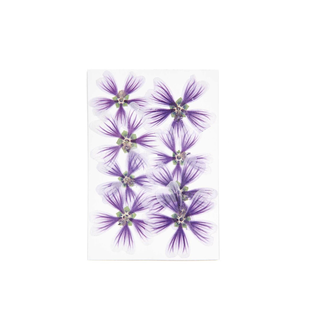 Made by Me Stockrosen gepresste Blüten