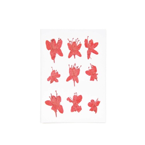 Made by Me Blüten gepresst Azalee