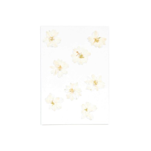 Blüten gepresst Rittersport weiß von Rico Design